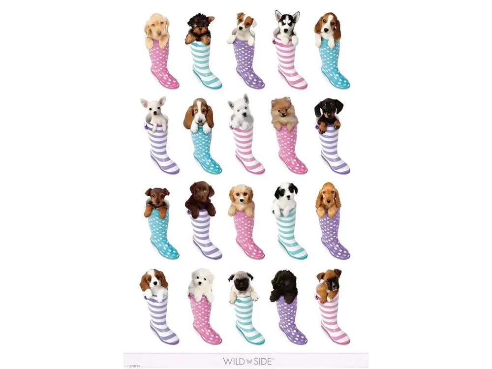 Poster Chiots et bottes