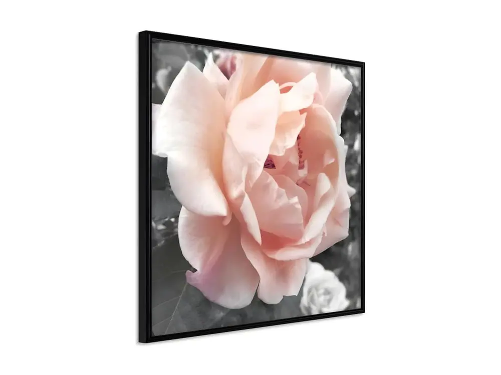 Affiche Murale Encadrée "Delicate Rose" 30 x 30 cm Noir