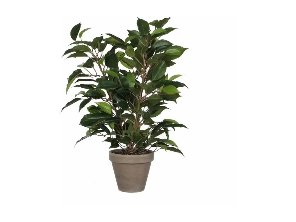 Plante artificielle en polyester et terre cuite - Ø30 x 40 - Vert - FICUS NATASJA