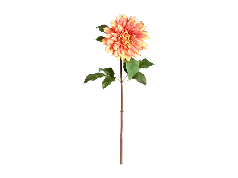 Dahlia MONICA