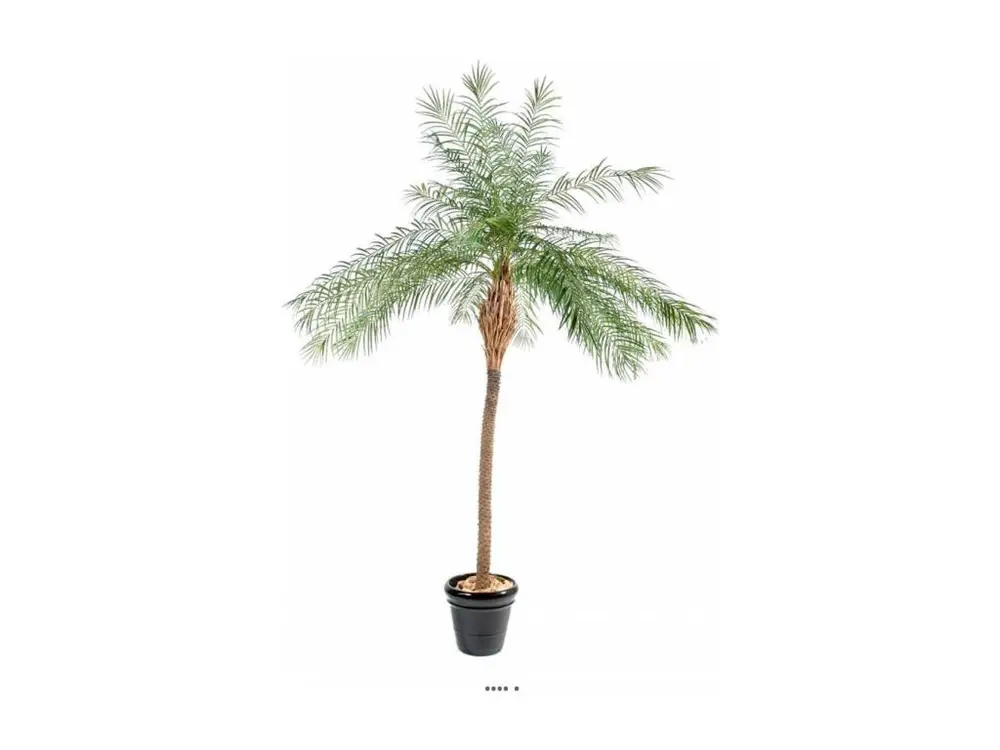 Palmier Phoenix Artificiel H 220 cm D 180 cm en pot - choisissez votre hauteur: H 220 cm - couleur: Vert