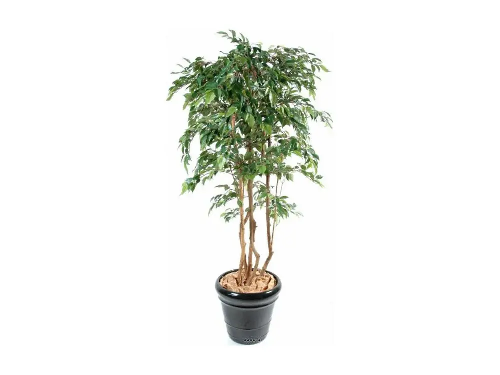 Ficus Natasja Artificiel multitroncs bois en pot H 110 cm Vert - choisissez votre hauteur: H 110 cm - couleur: Vert