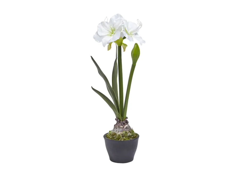 Amaryllis en Pot