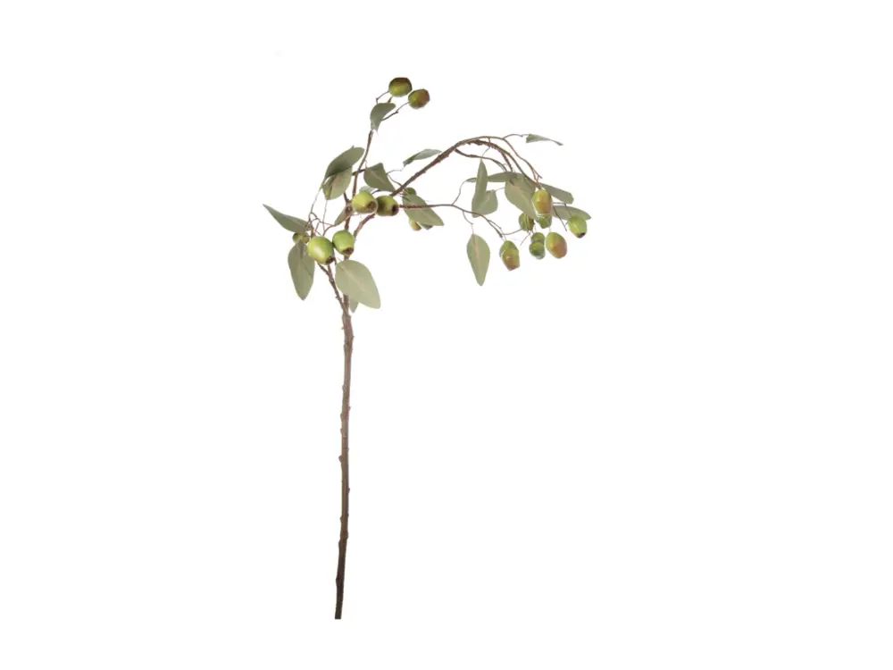 Branche d'Eucalyptus avec graines H71