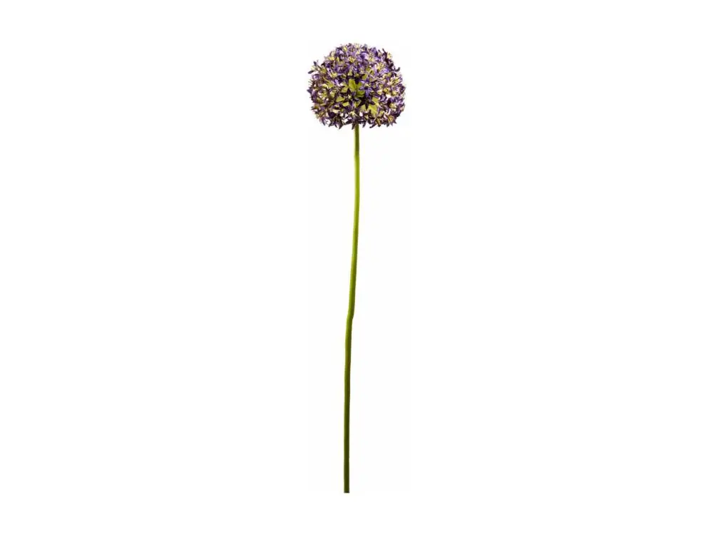 Allium NINON