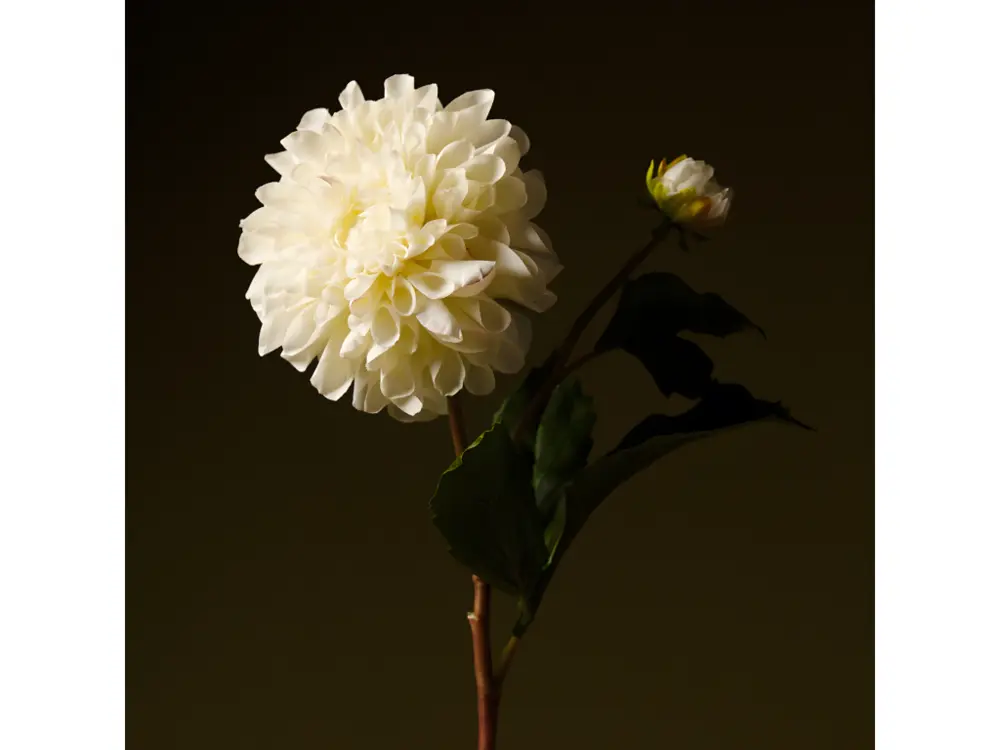 Tige de Dahlia - Blanc / 50 cm