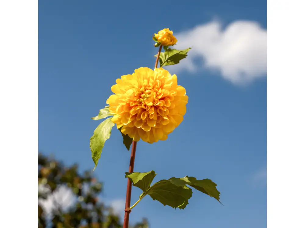 Tige de Dahlia avec bourgeon - Orange