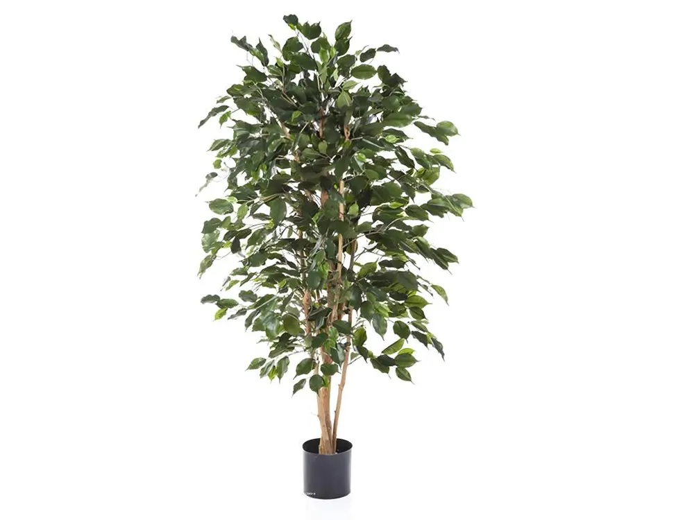 Ficus Exotica artificiel Vert H 210 cm 1760 feuilles en pot