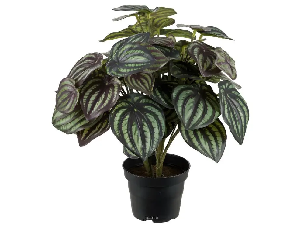 Peperomia fausse plante en pot lesté H30cmD25cm Top Qualité Blanc-vert - choisissez votre hauteur: H 30 cm - couleur: Blanc-vert