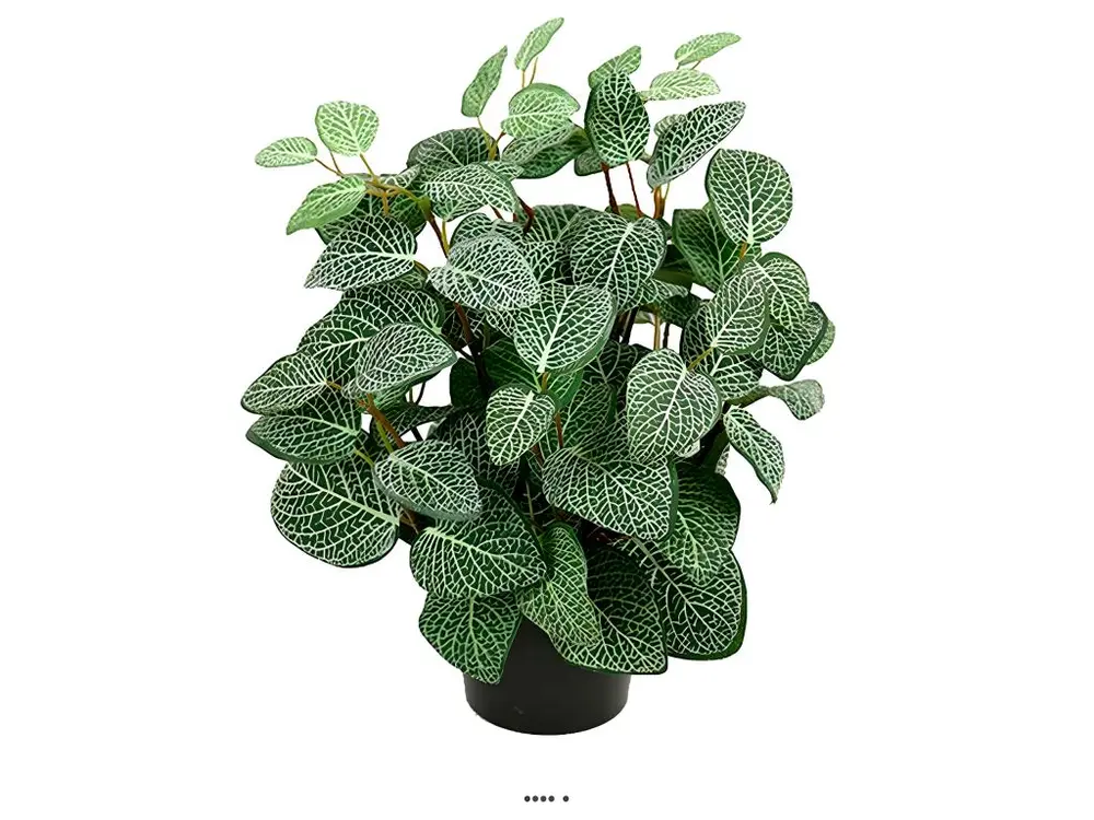 Fitonnia artificiel en pot H 34 cm, D 26 cm Vert-Blanc