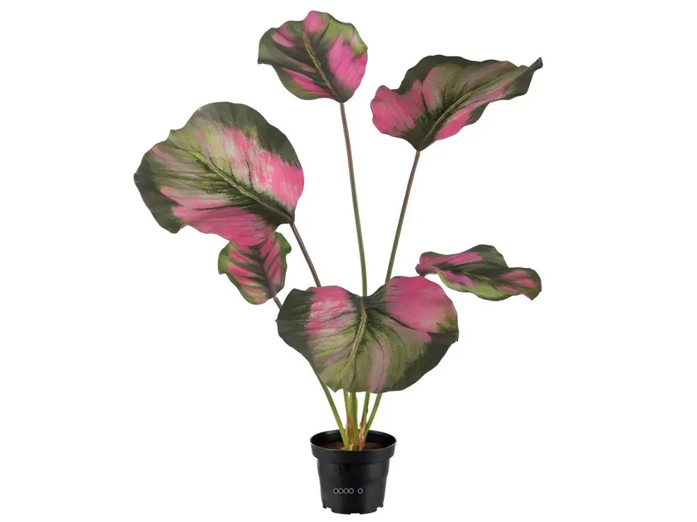 Calathea artificielle en pot, grandes feuilles, H 55 cm Vert-rose - couleur: Vert-rose