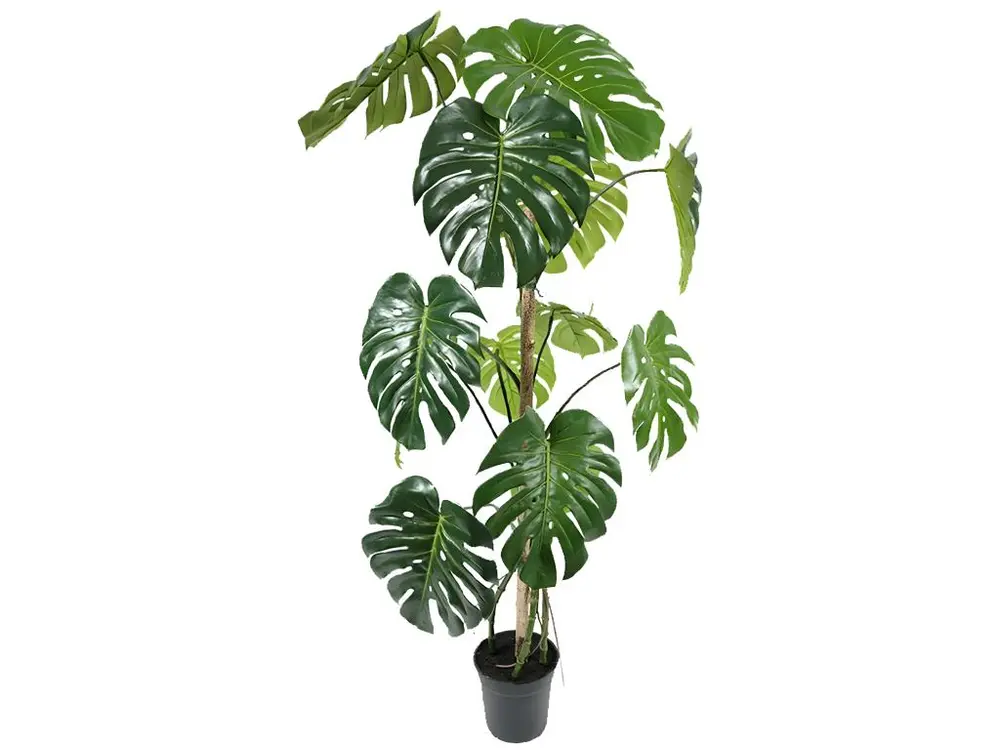 Monstera deliciosa artificielle, sur pied, en pot H 150 cm, D 70 cm - choisissez votre hauteur: H 150 cm