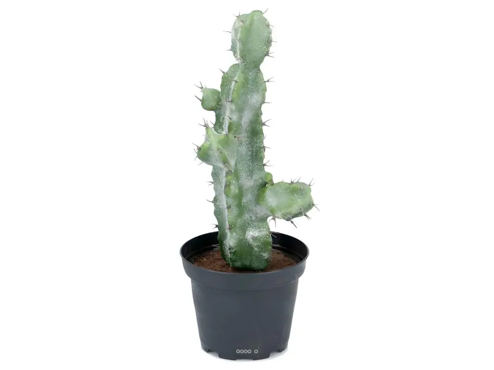 Cactus Cierge artificiel cactée succulente en pot H 23 cm D 10 cm