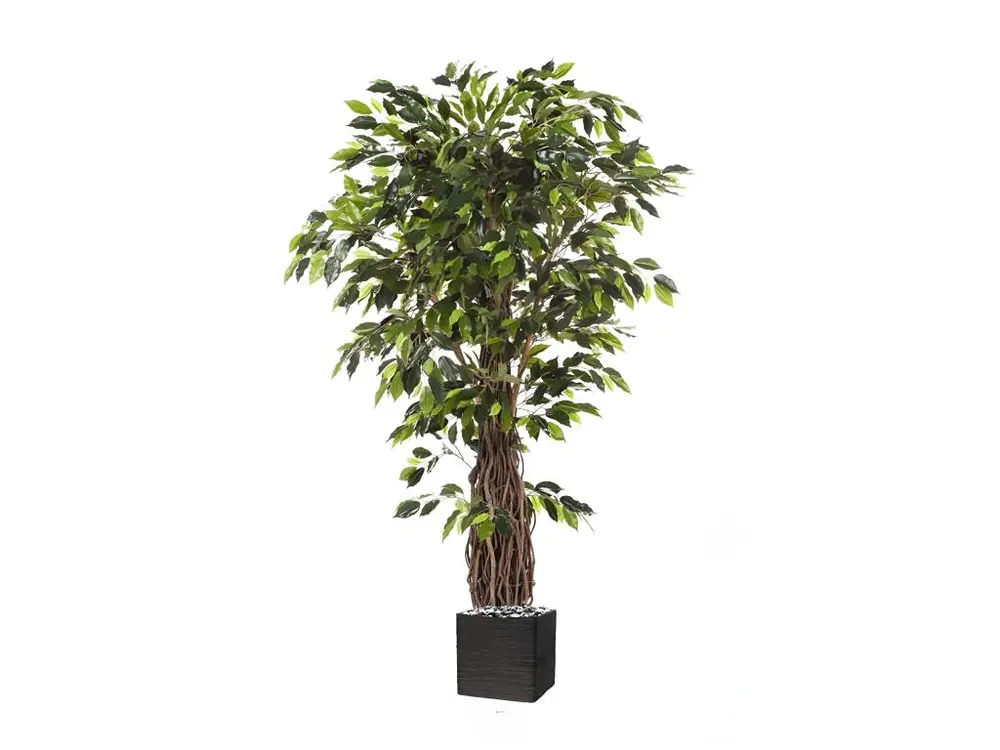 Ficus lianes artificiel luxe H 240 cm 3584 feuilles gros tronc en pot - choisissez votre hauteur: H 240 cm - couleur: Vert