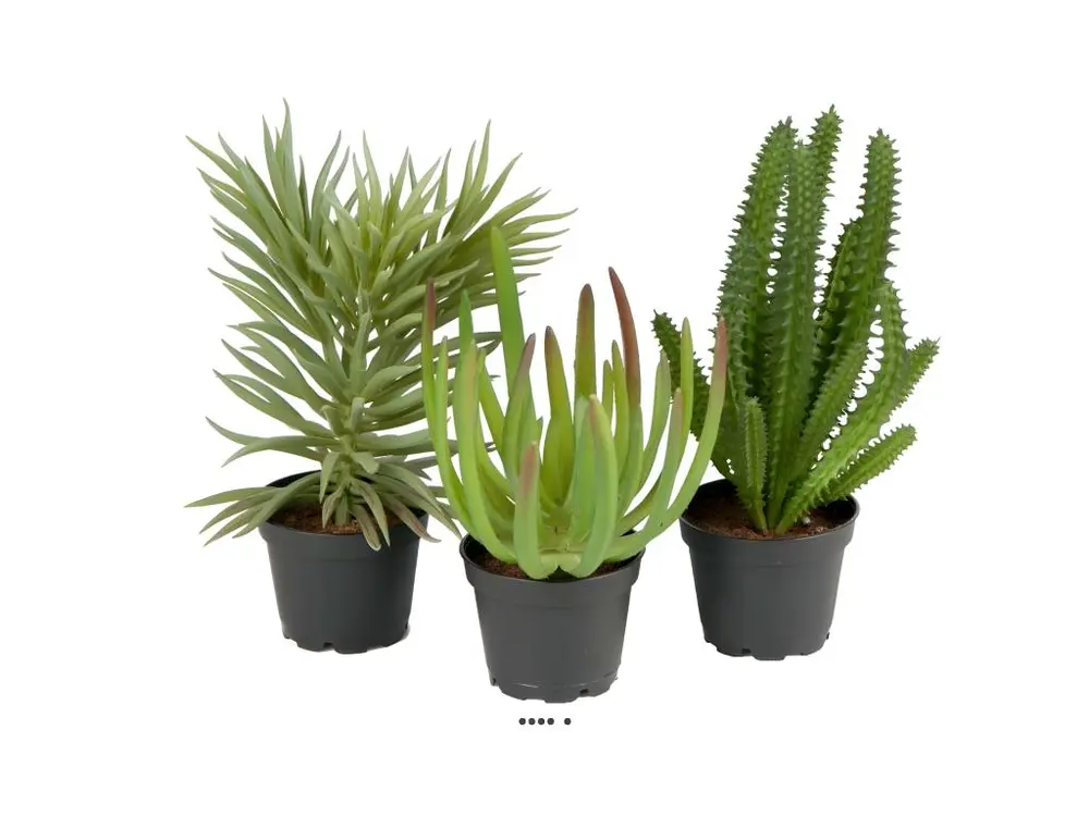 Succulentes plantes factices lot de x3 Cactus en pot H13-17cm