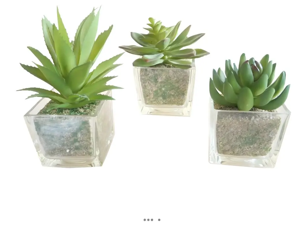 Agave Succulente cactée lot de 3 en pot verre H 9-16 cm Vert Type B - couleur: Vert - div: B