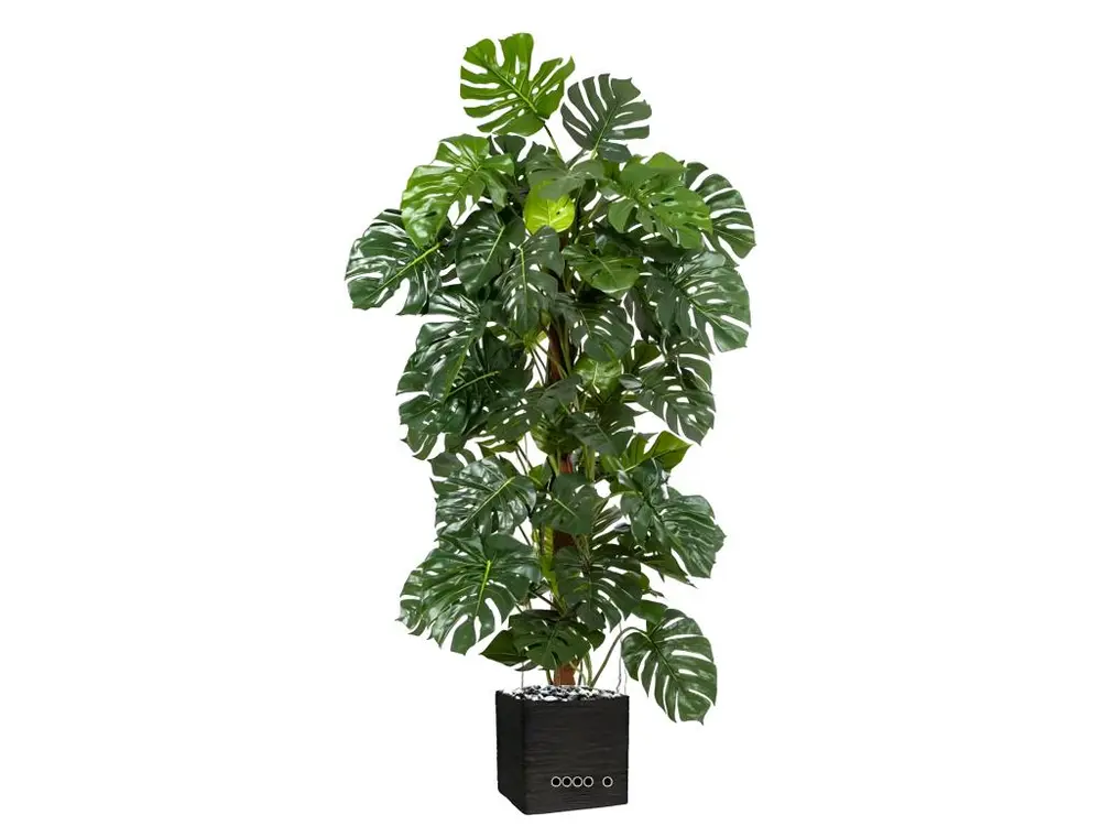 Monstera artificiel, sur pied, en, pot H 190 cm - choisissez votre hauteur: H 190 cm