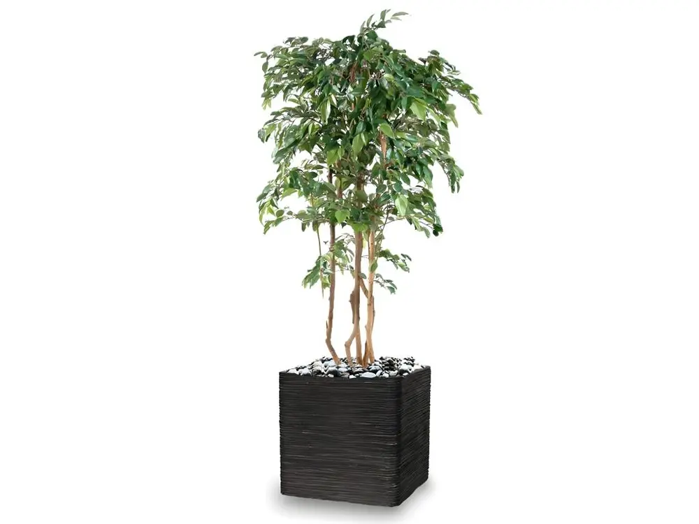 Ficus Natasja Artificiel multitroncs bois en pot H 240 cm Vert - choisissez votre hauteur: H 240 cm - couleur: Vert