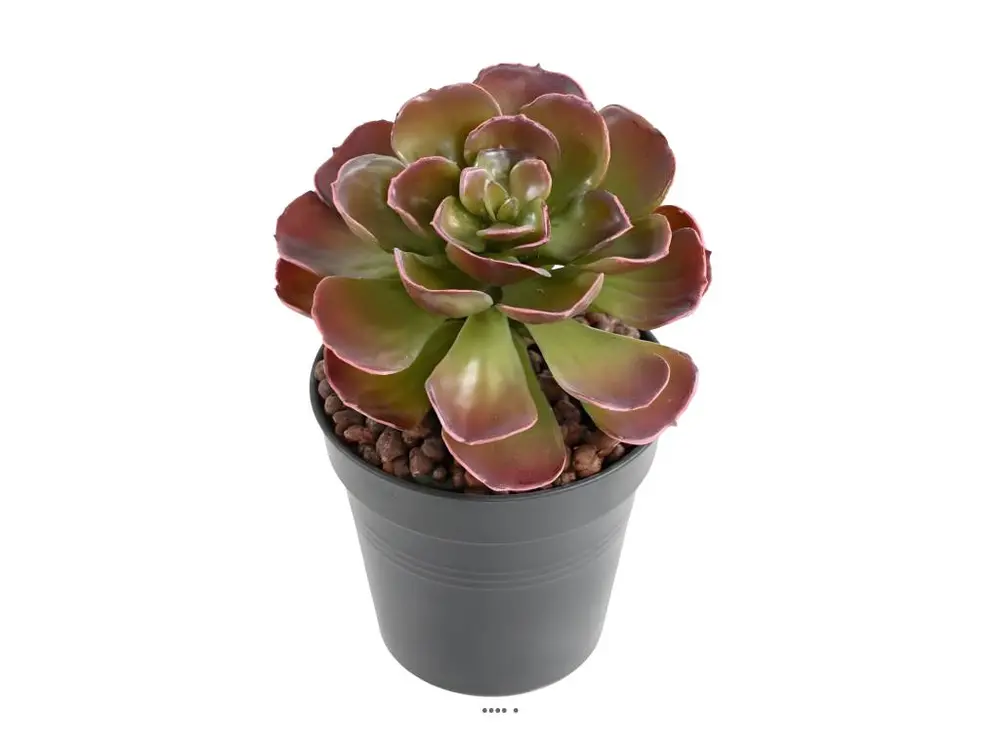 Magnifique Crassula artificiel H 22 cm Vert-rouge en piquet