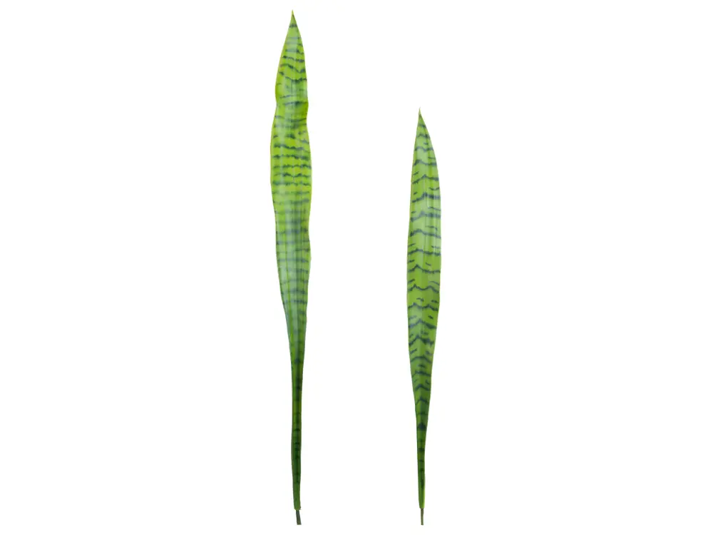 Set de 2 Feuilles de Sansevieria H91