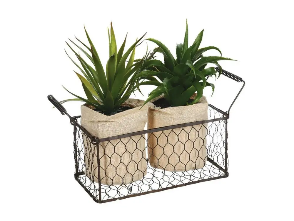 Lot de 2 Aloe Vera & Panier "Well" 23cm Vert