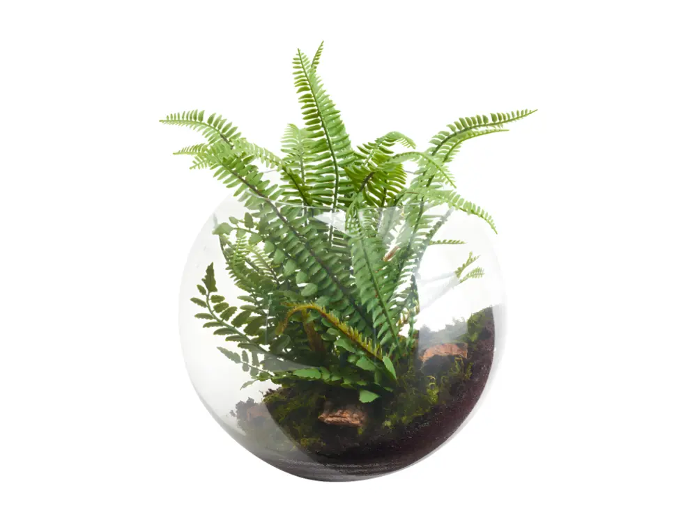 Terrarium Avec Fougère