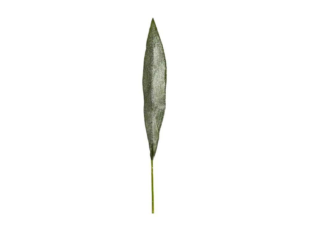 Feuille d’aspidistra givrée