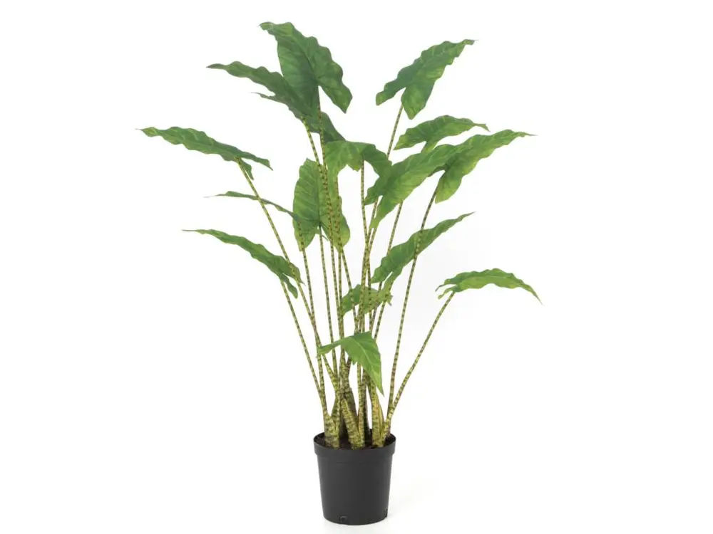 Alocasia Zebrina 94 cm