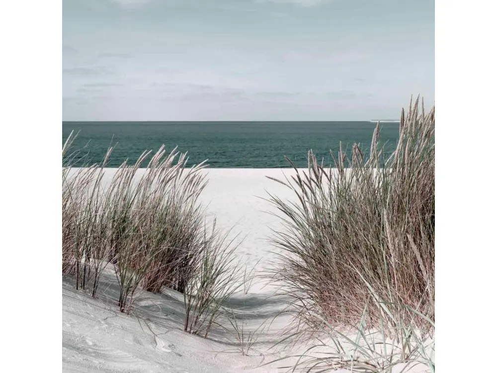 Tableau mural plage et roseaux